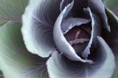 Cabbage