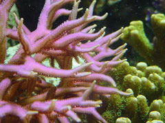 bird's nest coral