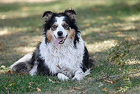 Picture of Clio the dog