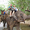Picture of people riding elephants